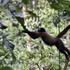 Loài khỉ nâu lông mượt tại Vườn quốc gia Yasuni ở tỉnh Orellana, Ecuador. (Nguồn: AFP/TTXVN)