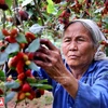 [Photo] Quả dâu chín nhuộm đỏ khắp cánh đồng ở Hiệp Thuận