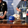 Chú mèo trắng Achilles sống tại Bảo tàng Hermitage ở thành phố St. Petersburg (Nga) đã lựa chọn "Gấu Nga". (Nguồn: Reuters)