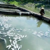 Nhiều lồng cá nuôi ở Sông Đà bị chết hơn 50%. (Ảnh: Trung Kiên/TTXVN)