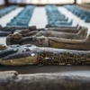 [Video] Ai Cập phát hiện thêm một xưởng xác ướp hơn 2000 năm