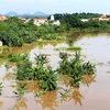 Nước sông dâng cao, nhấn chìm nhiều diện tích trồng rau màu của người dân xã Hà Thạch, thị xã Phú Thọ. (Ảnh minh họa. Trung Kiên/TTXVN)