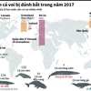 [Infographics] 1.380 con cá voi bị đánh bắt trong năm 2017