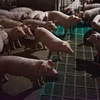 Lợn được nuôi tại trang trại ở tỉnh Hà Nam, Trung Quốc ngày 10/8. (Ảnh: AFP/TTXVN)