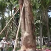 [Video] Tây Ninh tiếp nhận cây giáng hương 100 năm tuổi bị đào trộm 