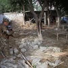 Lực lượng an ninh Afghanistan điều tra tại hiện trường vụ tấn công nhằm vào một địa điểm vận động tranh cử ở tỉnh Nangarhar. (Ảnh: THX/TTXVN)