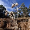 Cảnh khô hạn tại Duri, New South Wales, Australia. (Ảnh: AFP/TTXVN)