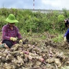 Doanh nghiệp Việt giúp tạo việc làm cho dân vùng sâu vùng xa của Lào