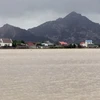 Nhiều diện lúa vụ Đông Xuân sớm ở huyện Thuận Nam bị ngập sâu trong nước. (Ảnh: Công Thử/TTXVN)