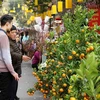 Người dân chọn mua những mặt hàng cho Tết Nguyên Đán tại chợ hoa Hàng Lược. (Ảnh: Khánh Hòa/TTXVN)