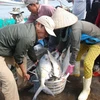 Mẻ cá bè trong tổng số 100 tấn cá đánh bắt được của tàu cá QT 93939TS cập cảng Cửa Việt, sáng 11/2. (Ảnh: Thanh Thủy/TTXVN)