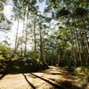 Một khu rừng ở Australia. (Nguồn: queenslandcountrylife.com.au)