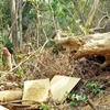Hiện trường vụ một phá rừng tại xã Cư Bông, huyện Ea Kar, Đắk Lắk. (Ảnh: TTXVN phát)
