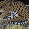 Hổ Siberia sinh hạ thành công 3 chú hổ con tại vườn thú Hannover