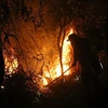 [Video] Hàng trăm người cùng dập lửa đám cháy rừng trong đêm