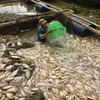 Hàng trăm tấn cá chết trắng bè được người dân thu gom làm phân bón. (Ảnh: Lê Xuân/TTXVN)