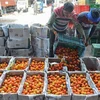 Người dân bán thực phẩm tại chợ ở ngoại ô Amritsar, Ấn Độ. (Ảnh: AFP/TTXVN)
