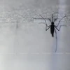 [Video] Đẩy lùi căn bệnh sốt rét với nấm biến đổi gene diệt muỗi