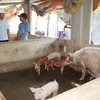 [Video] Hỗ trợ khách vay vốn bị thiệt hại bởi dịch tả lợn châu Phi