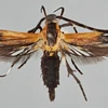 Loài Tinaegeria carlosalvaradoi. (Nguồn: larepublica.net)