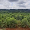 Cây keo phát triển xanh tốt sau gần 1 năm được trồng trên đất hoàn nguyên ''hậu'' khai thác bauxite. (Ảnh: Hưng Thịnh/TTXVN)