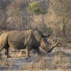 Tê giác tại Vườn thú Quốc gia Kruger ở Nam Phi. (Nguồn: AFP/TTXVN)