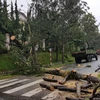Gió lốc mạnh đã quật đổ 10 cây xanh trong thành phố Đà Lạt. (Ảnh: Đặng Tuấn/TTXVN)