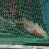 Cá Koi bị chết sau khi được thả xuống sông Tô Lịch được ít ngày. (Ảnh: Mạnh Khánh/TTXVN)