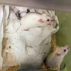 Những chú chuột thí nghiệm. (Nguồn: nouvelobs.com)