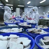 Dây chuyền chế biến cá ngừ đại dương đông lạnh xuất khẩu tại nhà máy của Công ty Cổ phần Thủy sản Bình Định. (Ảnh: Vũ Sinh/TTXVN)