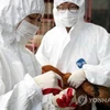 Tiêm vắcxin cho gia cầm tại Hàn Quốc. (Ảnh minh họa. Nguồn: Yonhap)