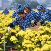 [Photo] Nông dân Trung Quốc tất bật thu hoạch hoa cúc làm thảo dược