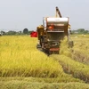 Thu hoạch lúa ở Thái Lan. (Nguồn: shutterstock.com)