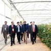 Đoàn đại biểu thăm Công ty Đà Lạt Hasfarm. (Ảnh : Đặng Tuấn/TTXVN)