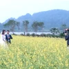 Chụp ảnh cưới tại bãi hoa cải. (Nguồn: Vnews)
