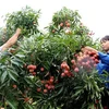 Vải thiều xuất khẩu sang Nhật: Mở đường cho các loại trái cây khác