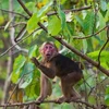 Yên Bái: Khỉ lạ vào nhà dân quậy phá, trèo lên bàn thờ lục đồ ăn