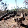 Hàng trăm gốc cây thông đã bị đốt cháy, đốn hạ nằm la liệt. (Ảnh: Đặng Tuấn/TTXVN)