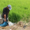 Người dân bơm nước chống hạn cho lúa. (Ảnh minh họa. Nguồn: TTXVN)