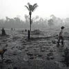 Cây bị thiêu rụi sau vụ hỏa hoạn tại rừng Amazon, gần Porto Velho, bang Rondonia, Brazil. (Ảnh: AFP/TTXVN)