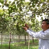 Thạc sỹ Nguyễn Văn Chính, Giám đốc Trung tâm bảo vệ thực vật - Viện nghiên cứu Bông và Phát triển nông nghiệp Nha Hố kiểm tra vườn táo giống TN-05. (Ảnh: Nguyễn Thành/TTXVN)