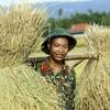 [Photo] Điện Biên: Bộ đội giúp người dân thu hoạch lúa Đông Xuân