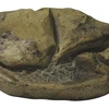 Một mặt của hóa thạch của quả trứng khổng lồ. (Nguồn: news.utexas.edu)