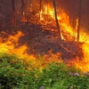 Cháy rừng ở xã Diễn Lợi, huyện Diễn Châu đã thiêu rụi nhiều ha thông và keo. (Ảnh: TTXVN phát)
