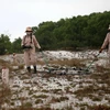 Các thành viên đội MAT 19 rà tìm các vật liệu nổ bằng máy chuyên dụng tại vùng cát huyện Hải Lăng, Quảng Trị. (Ảnh: Hồ Cầu/TTXVN)