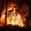 Khoảng 40ha rừng thông Chiberta đã bị thiêu trụi. (Nguồn: AFP)