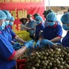 Đại diện lãnh đạo Sở Nông nghiệp và Phát triển Nông thôn Hải Dương và thành phố Chí Linh chứng kiến việc thu hái và sơ chế nhãn xuất khẩu. (Ảnh: Mạnh Minh/TTXVN)