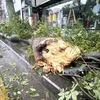 Cây bị quật đổ sau khi bão Bavi đổ bộ vào đảo Jeju, Hàn Quốc, ngày 26/8/2020. (Ảnh: Yonhap/TTXVN)