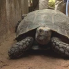 Đắk Lắk khởi tố đối tượng nuôi nhốt trên 100 cá thể rùa quý hiếm