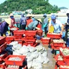 [Photo] Nghệ An: Nhộn nhịp bến cá chợ đầu mối phường Nghi Thủy 